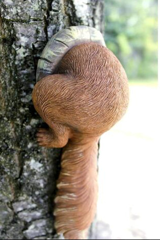 Red Squirrel Garden Animal Tree Peeker